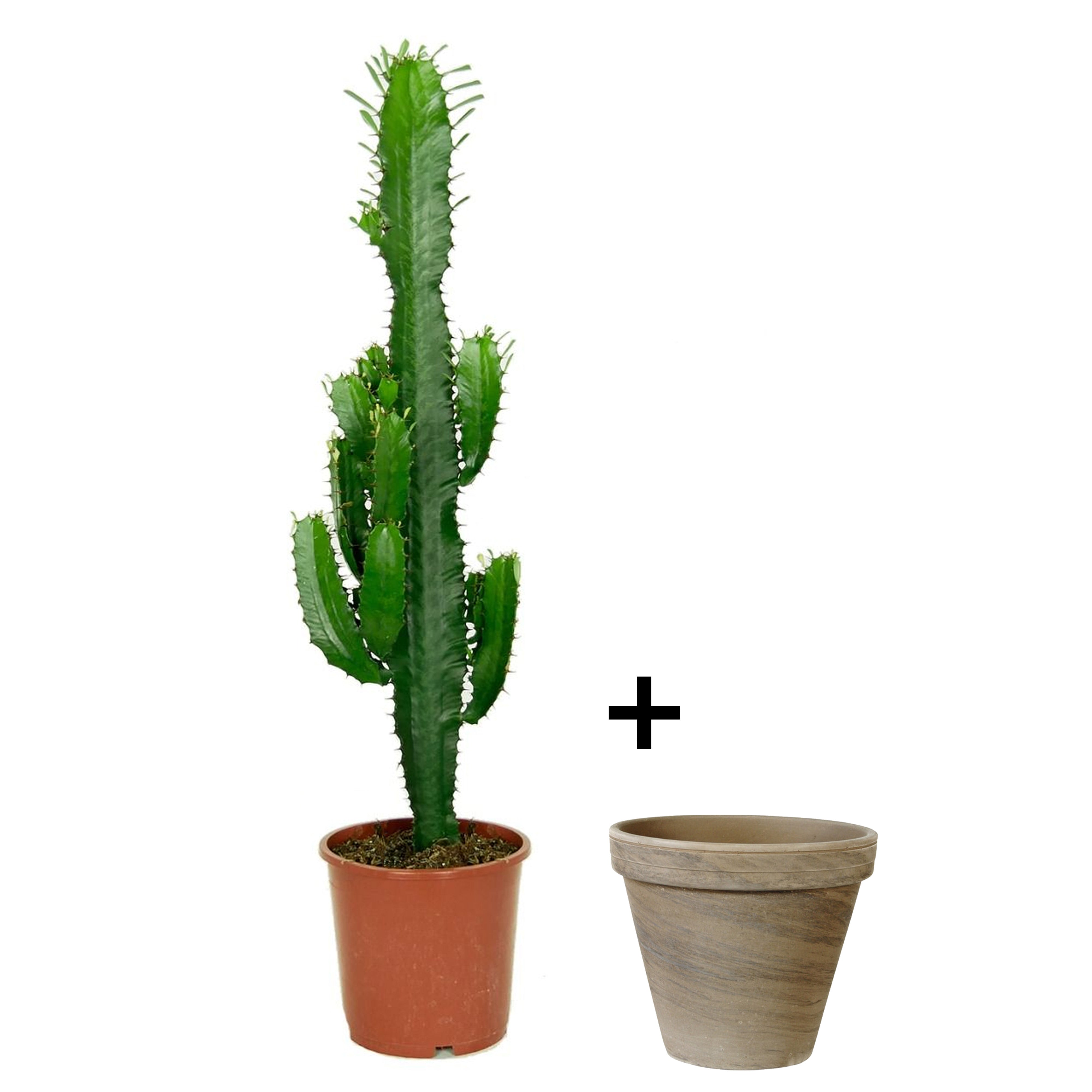 Cactus + Bloempot